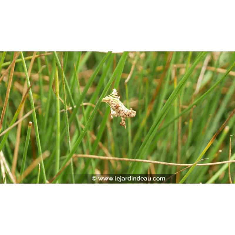 JUNCUS effusus - Été JUNCUS effusus - Été