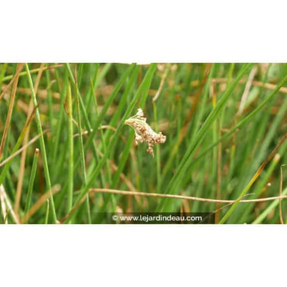 JUNCUS effusus - &Eacute;t&eacute;