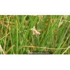 JUNCUS effusus - Été JUNCUS effusus - Été