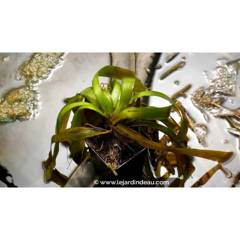 VALLISNERIA gigantea - Été VALLISNERIA gigantea - Été