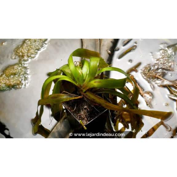 VALLISNERIA gigantea - &Eacute;t&eacute;