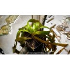 VALLISNERIA gigantea - Été VALLISNERIA gigantea - Été