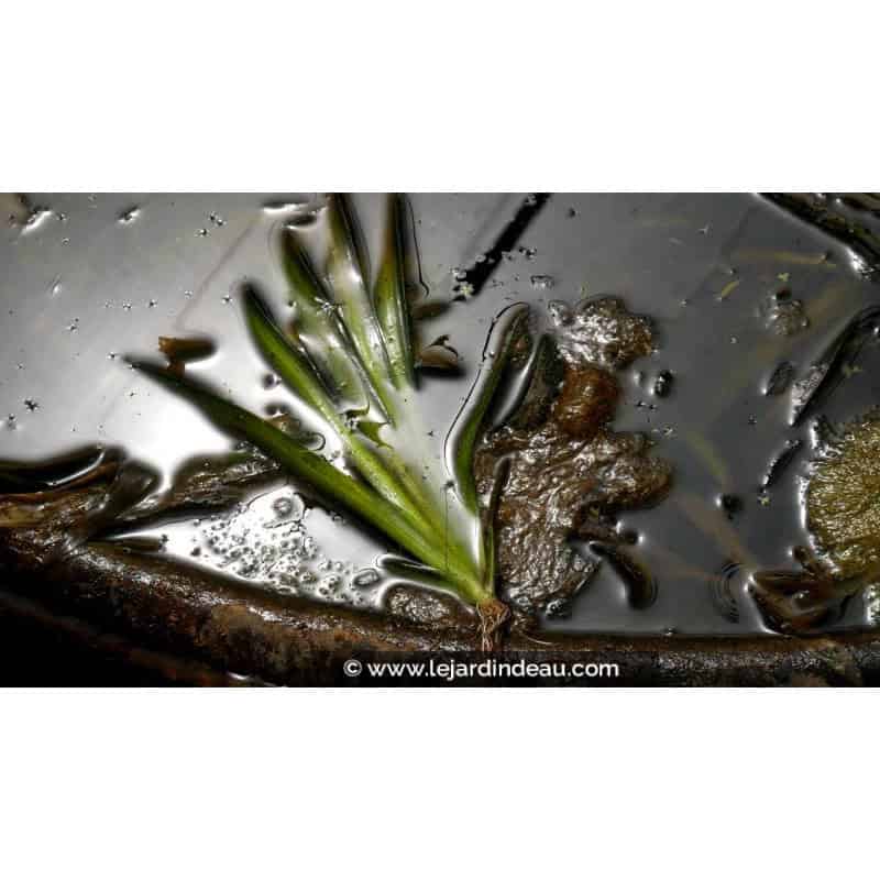 VALLISNERIA gigantea - Été VALLISNERIA gigantea - Été