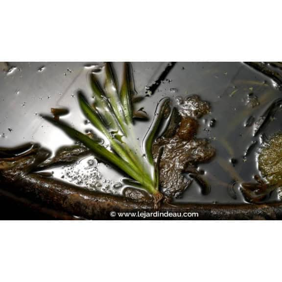 VALLISNERIA gigantea - &Eacute;t&eacute;