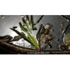 VALLISNERIA gigantea - Été VALLISNERIA gigantea - Été
