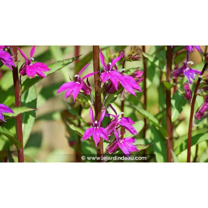 LOBELIA x speciosa 'Tania' - &Eacute;t&eacute;