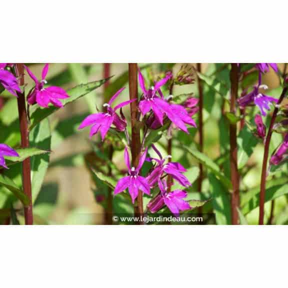LOBELIA x speciosa 'Tania' - &Eacute;t&eacute;
