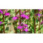 LOBELIA x speciosa 'Tania' - &Eacute;t&eacute;