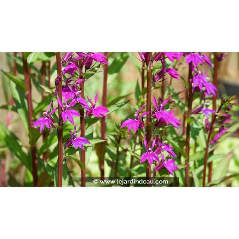 LOBELIA x speciosa 'Tania' - &Eacute;t&eacute;