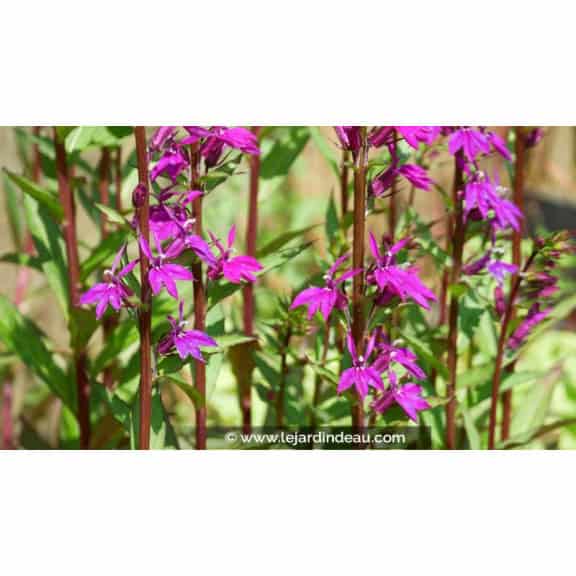 LOBELIA x speciosa 'Tania' - &Eacute;t&eacute;