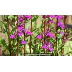 LOBELIA x speciosa 'Tania' - &Eacute;t&eacute;