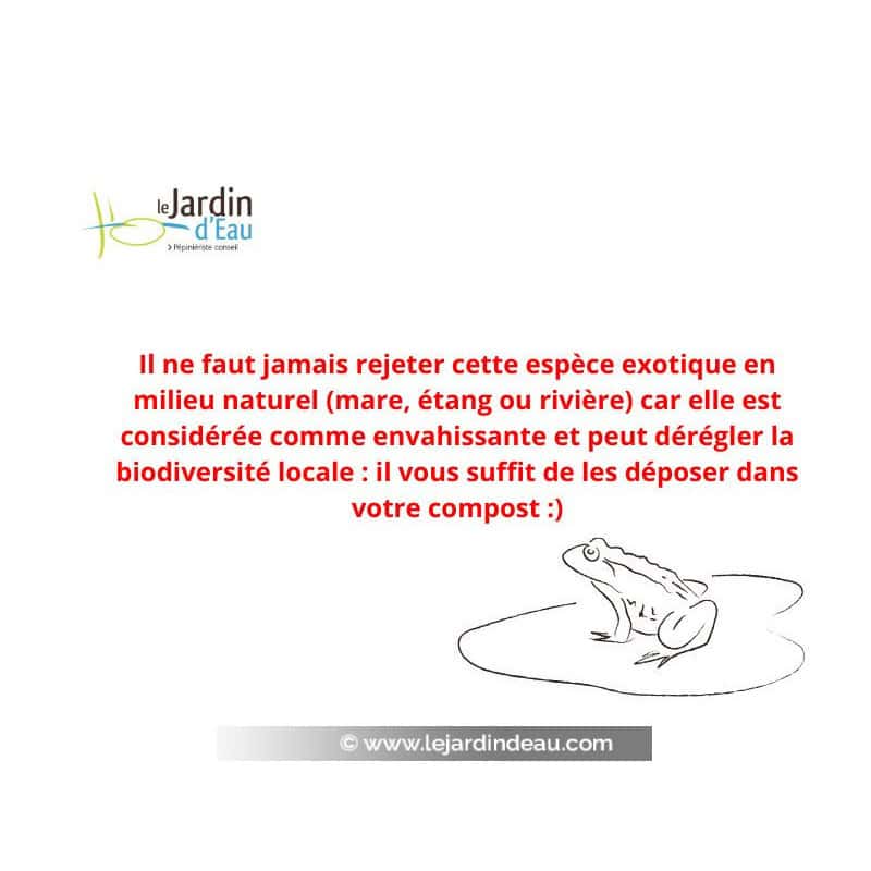 VALLISNERIA gigantea : ne jamais rejeter en milieu naturel mais l'intégrer à votre compost ! VALLISNERIA gigantea : ne jamais rejeter en milieu naturel mais l'intégrer à votre compost !