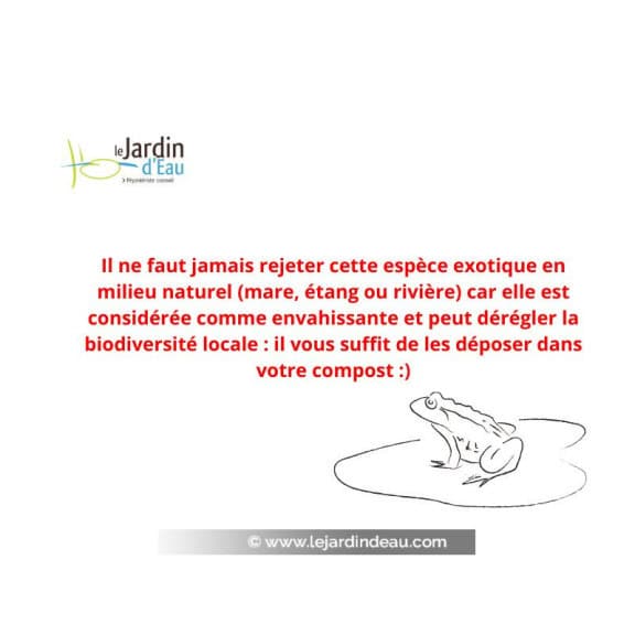VALLISNERIA gigantea : ne jamais rejeter en milieu naturel mais l'int&eacute;grer &agrave; votre compost !