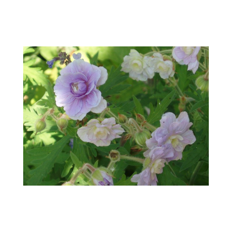 GERANIUM pratense 'Summer Skies'