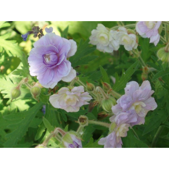GERANIUM pratense 'Summer Skies'