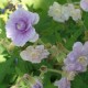 GERANIUM pratense 'Summer Skies'