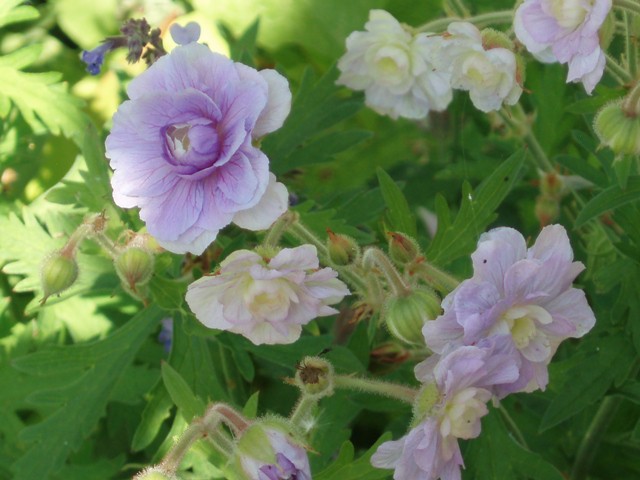 GERANIUM pratense ‘Summer Skies’, Géranium des prés - Le Jardin d’eau