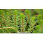 MYRIOPHYLLUM crispata - Printemps