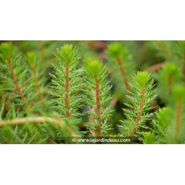MYRIOPHYLLUM crispata