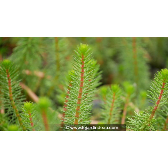 MYRIOPHYLLUM crispata - Printemps