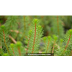MYRIOPHYLLUM crispata - Printemps