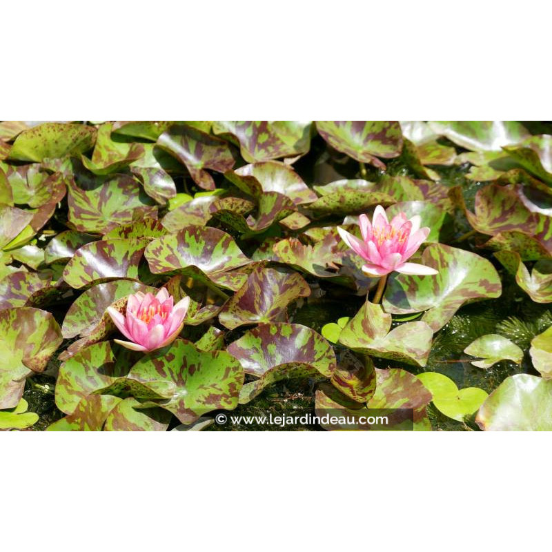 NYMPHAEA 'Phoebus' - &Eacute;t&eacute;