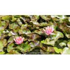 NYMPHAEA 'Phoebus' - &Eacute;t&eacute;