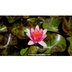 NYMPHAEA 'Phoebus' - &Eacute;t&eacute;