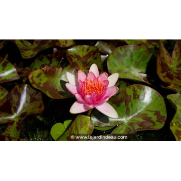 NYMPHAEA \'Phoebus\'