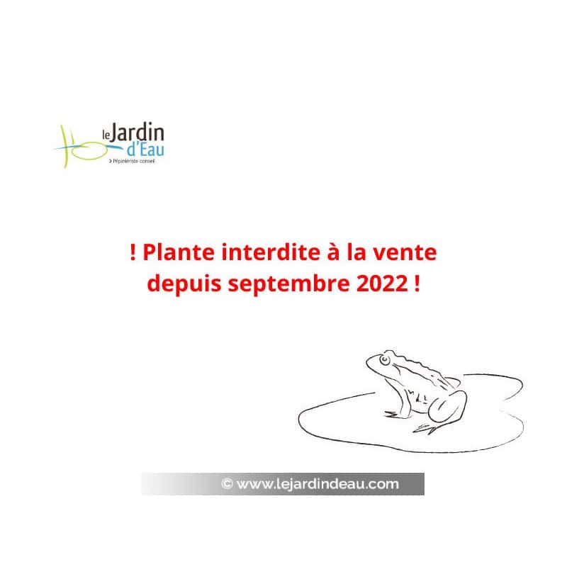 PISTIA stratiotes : interdite à la vente depuis septembre 2022 PISTIA stratiotes : interdite à la vente depuis septembre 2022