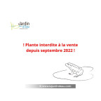 PISTIA stratiotes : interdite à la vente depuis septembre 2022 PISTIA stratiotes : interdite à la vente depuis septembre 2022