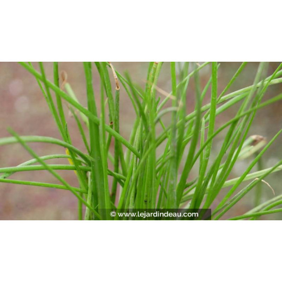 LITTORELLA uniflora