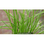 LITTORELLA uniflora
