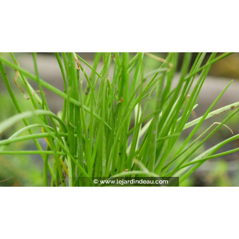 LITTORELLA uniflora
