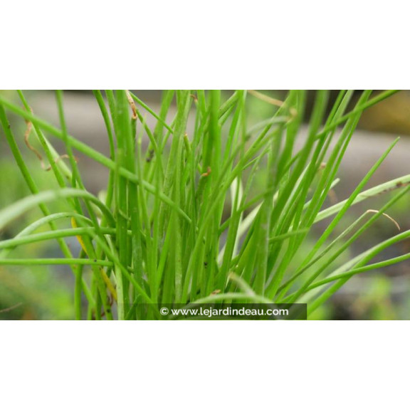 LITTORELLA uniflora