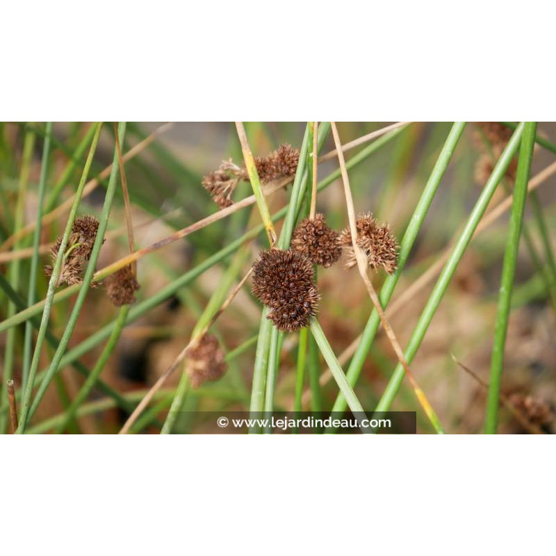 JUNCUS conglomeratus JUNCUS conglomeratus
