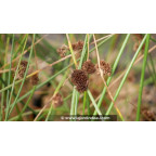 JUNCUS conglomeratus JUNCUS conglomeratus