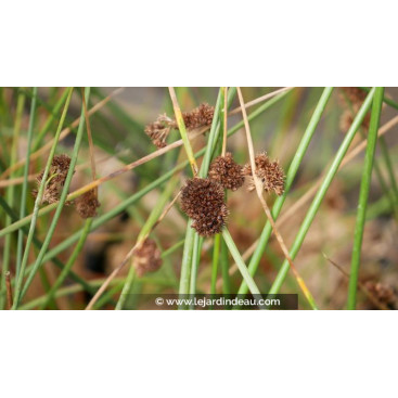 JUNCUS conglomeratus