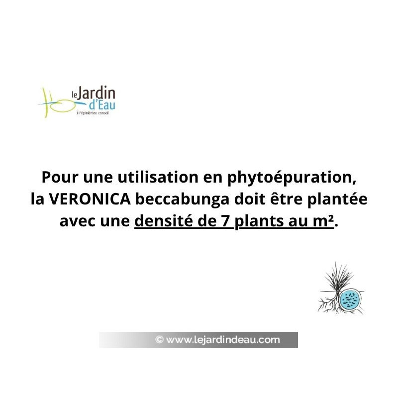 Pour une utilisation en phyto&eacute;puration, la VERONICA beccabunga doit &ecirc;tre plant&eacute; avec une densit&eacute; de 7 plants au m&sup2;.