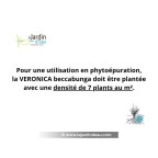 Pour une utilisation en phyto&eacute;puration, la VERONICA beccabunga doit &ecirc;tre plant&eacute; avec une densit&eacute; de 7 plants au m&sup2;.