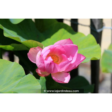 NELUMBO \'Yonsil\'