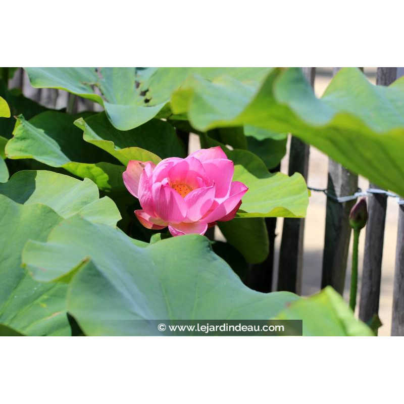 NELUMBO 'Yonsil' - Été NELUMBO 'Yonsil' - Été
