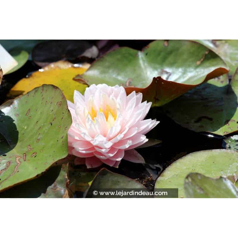 NYMPHAEA 'Gloire du Temple Sur Lot' - Été NYMPHAEA 'Gloire du Temple Sur Lot' - Été