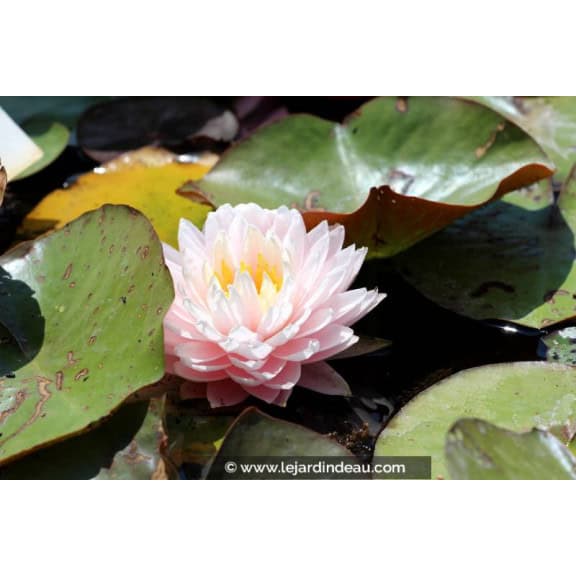 NYMPHAEA 'Gloire du Temple Sur Lot' - &Eacute;t&eacute;