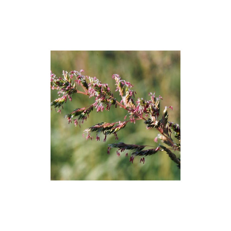 PHALARIS arundinacea var. picta 'Feesey'