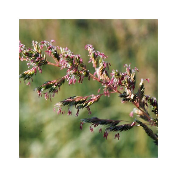 PHALARIS arundinacea var. picta 'Feesey'