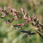PHALARIS arundinacea var. picta 'Feesey'
