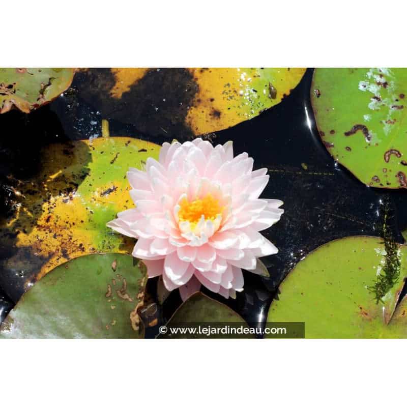 NYMPHAEA 'Gloire du Temple Sur Lot' - Été NYMPHAEA 'Gloire du Temple Sur Lot' - Été