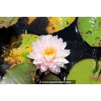 NYMPHAEA 'Gloire du Temple Sur Lot' - Été NYMPHAEA 'Gloire du Temple Sur Lot' - Été