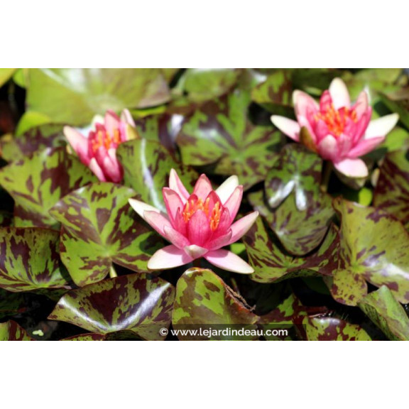 NYMPHAEA 'Phoebus' - &Eacute;t&eacute;